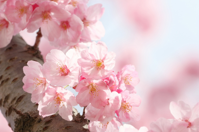 東京都北区の区の木“桜（さくら）”
