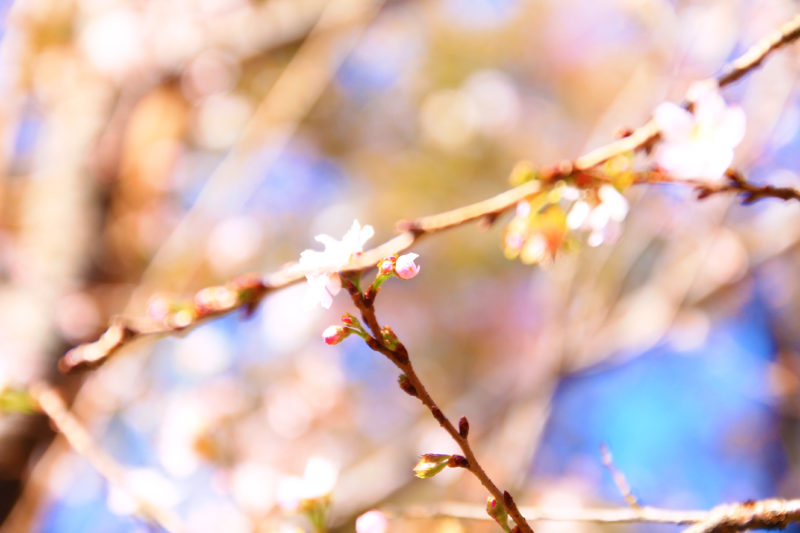 飛鳥山の十月桜