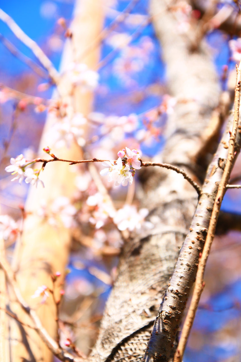 飛鳥山の十月桜