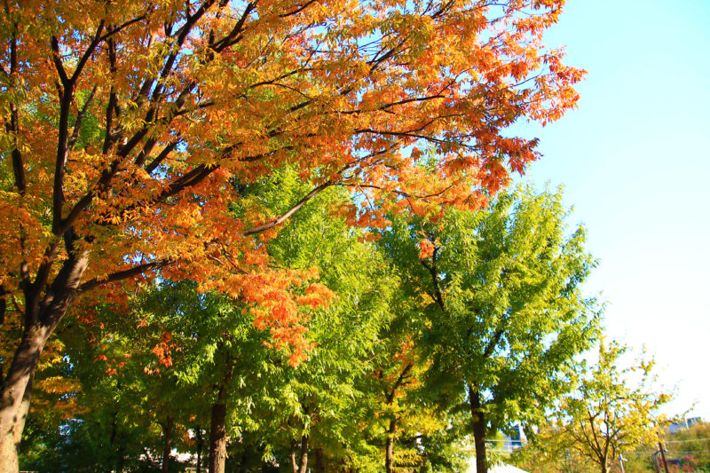 清水坂公園の紅葉