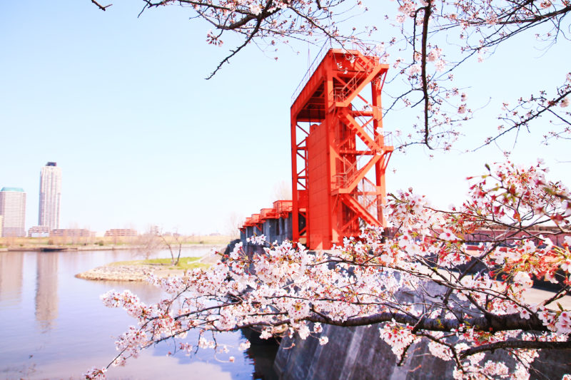 旧岩淵水門 桜