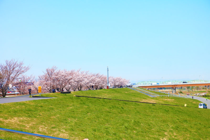 旧岩淵水門 桜