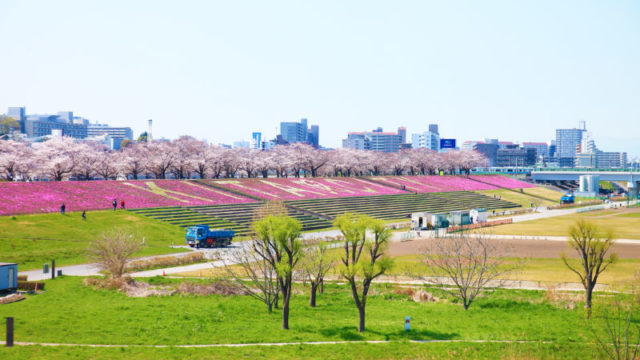 新荒川大橋緑地の芝桜