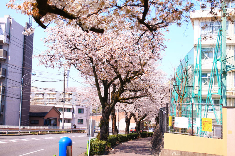 赤羽桜並木通り 桜