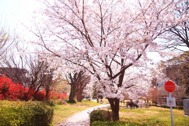 赤羽台さくら並木公園 桜