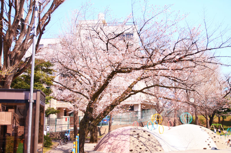 島下公園 桜