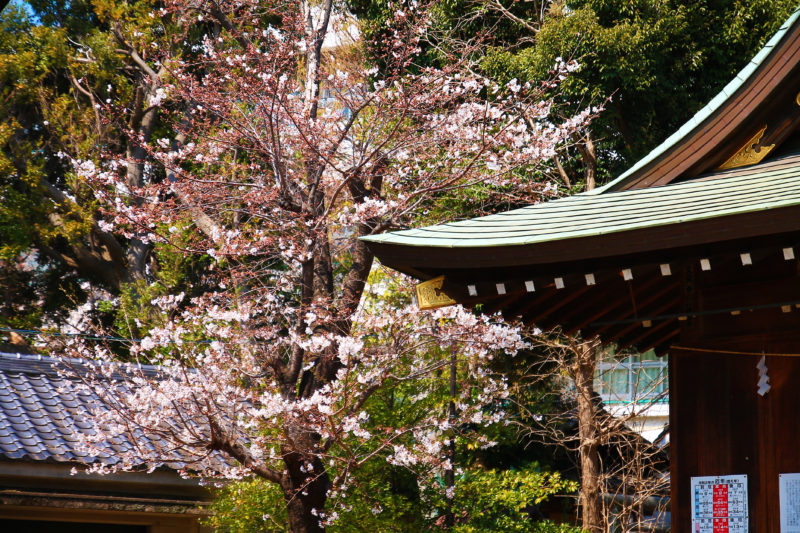 八幡神社 桜