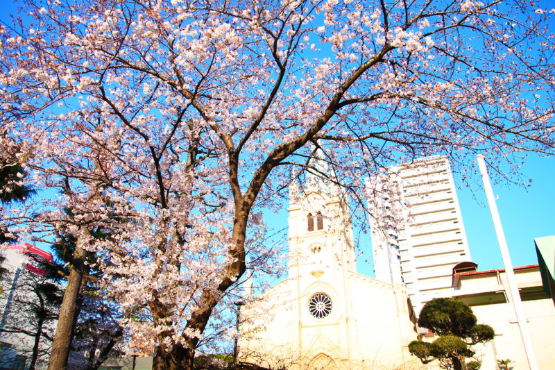 赤羽カトリック教会 桜