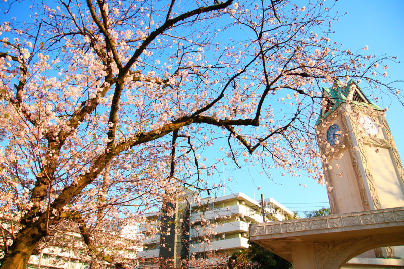 赤羽公園 桜