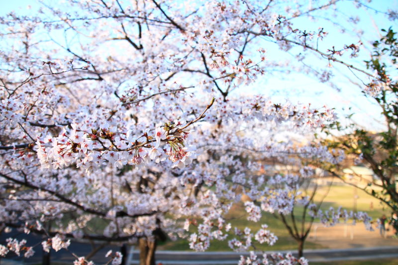 清水公園 桜