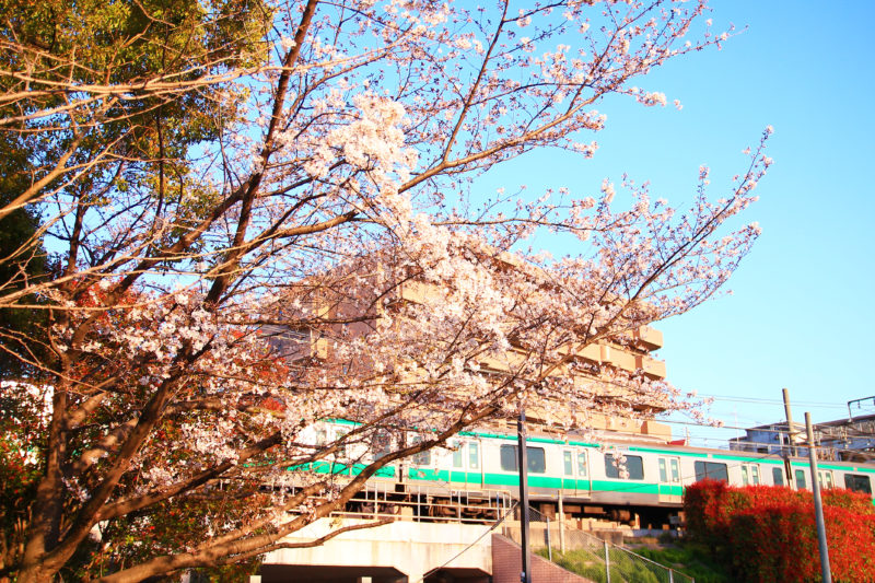 清水坂公園 桜