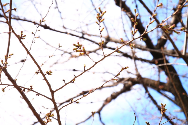 飛鳥山の桜の蕾