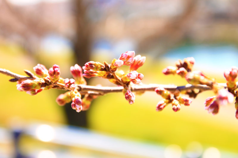 岩淵水門付近 開花状況