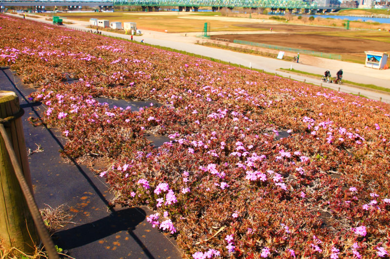 荒川赤羽桜堤緑地 開花状況