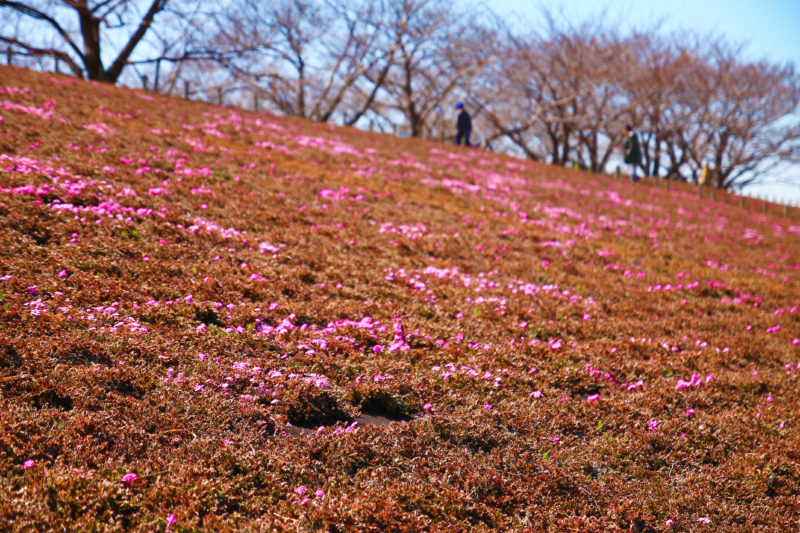 荒川赤羽桜堤緑地 岩淵水門付近の3月18日桜の開花状況 赤羽マガジン新聞