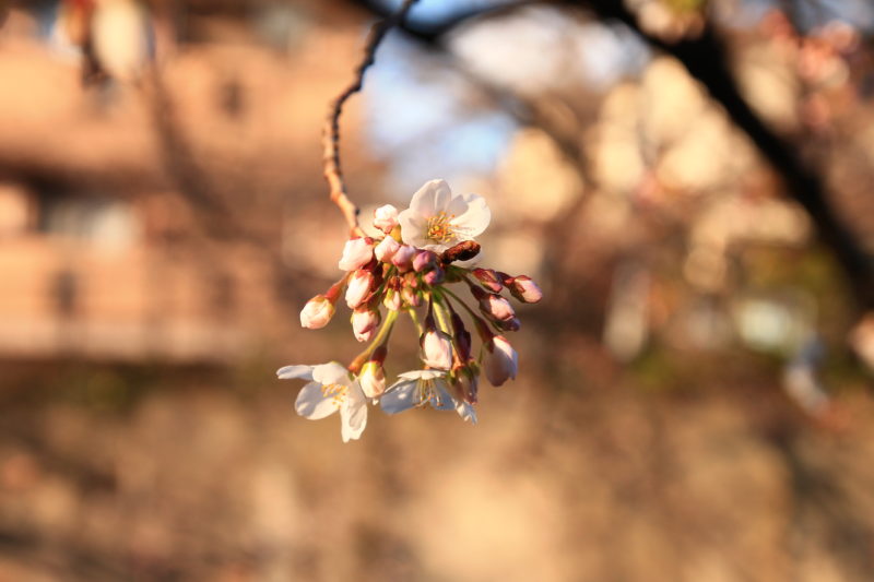 石神井川 桜の開花状況