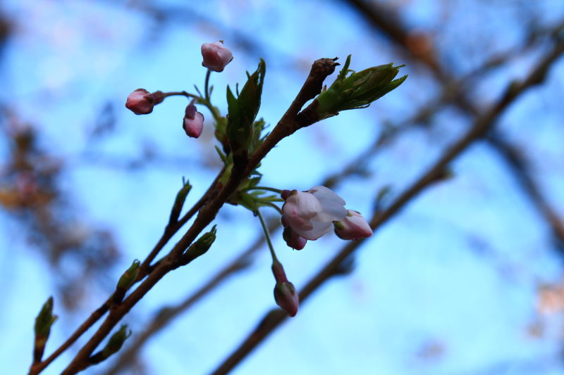 石神井川 桜の開花状況