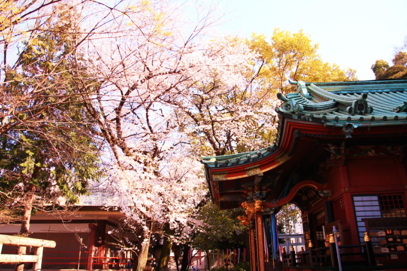 王子稲荷神社 桜