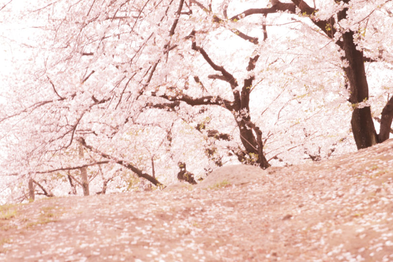 浮間公園の桜