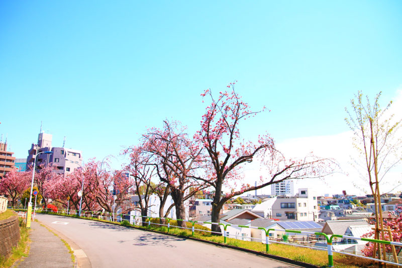 赤羽台 桜