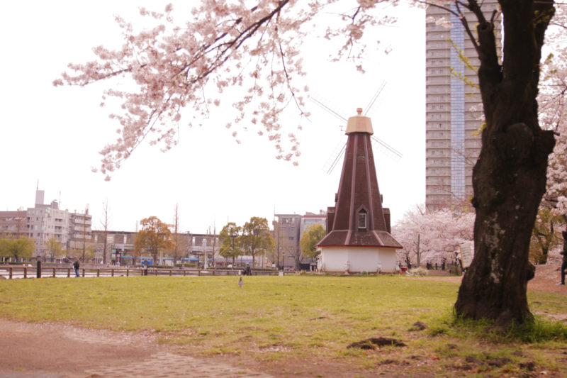 浮間公園と桜