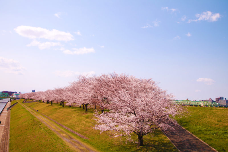 荒川 赤羽桜堤緑地の今年の桜をまとめてみたよ 赤羽マガジン新聞