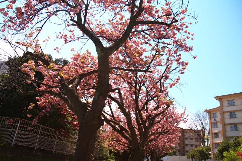 赤羽台 桜
