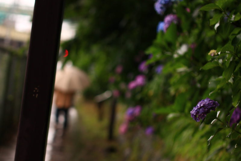 雨の紫陽花の道