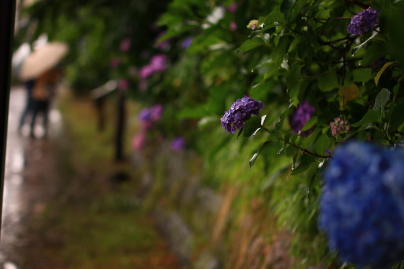 雨の紫陽花の道