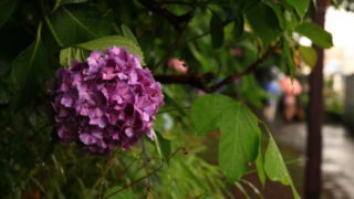 雨に濡れた紫陽花
