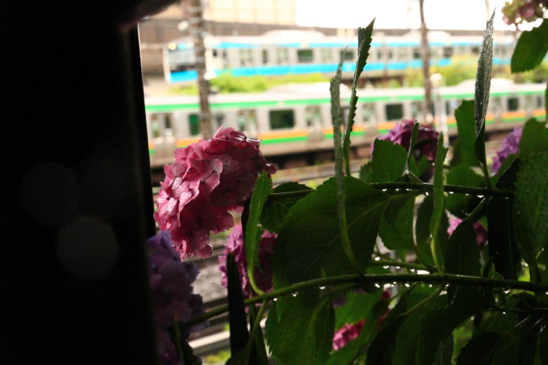 雨にしたたる紫陽花
