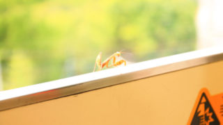 飛鳥山 カマキリ