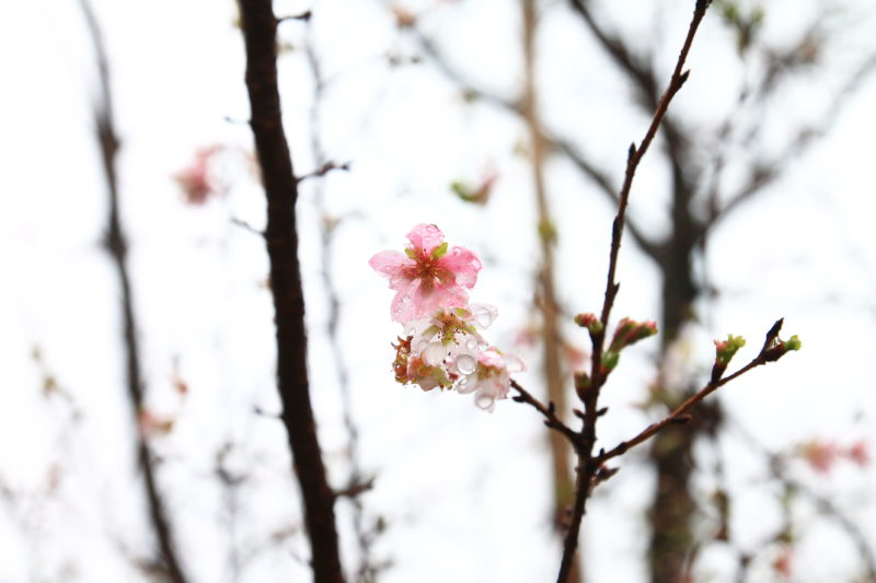 飛鳥山10月桜