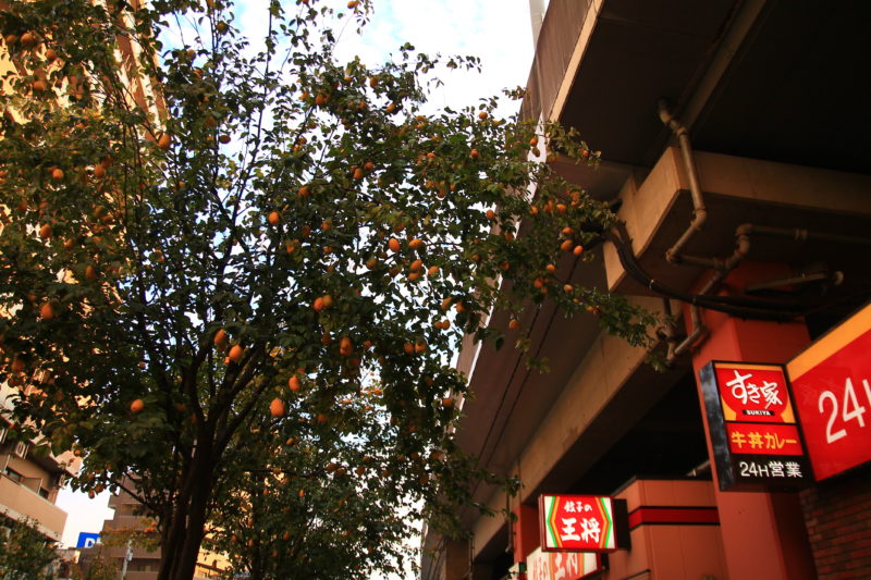 赤羽東口京浜通り商店街の街路樹 カリン