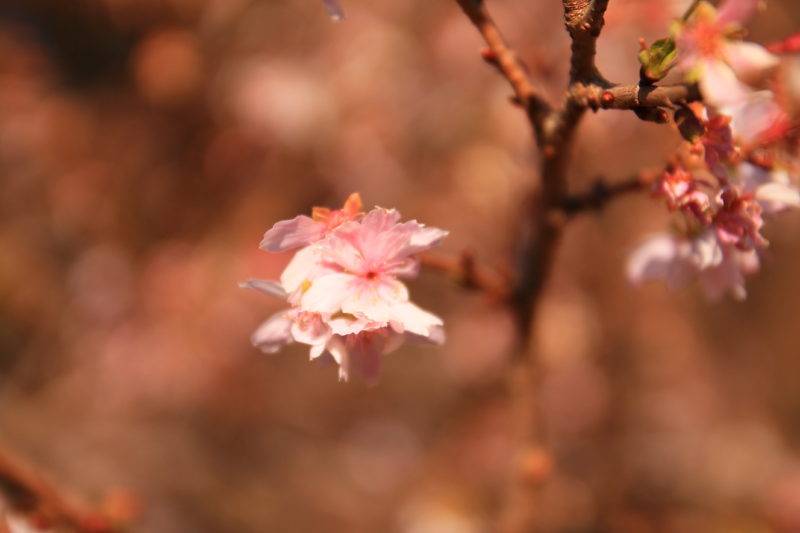 飛鳥山 十月桜