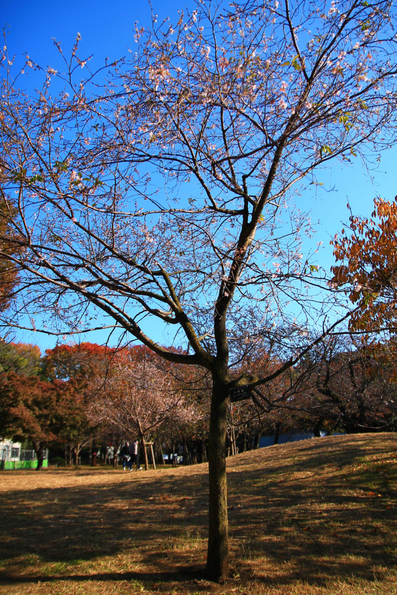 飛鳥山 十月桜