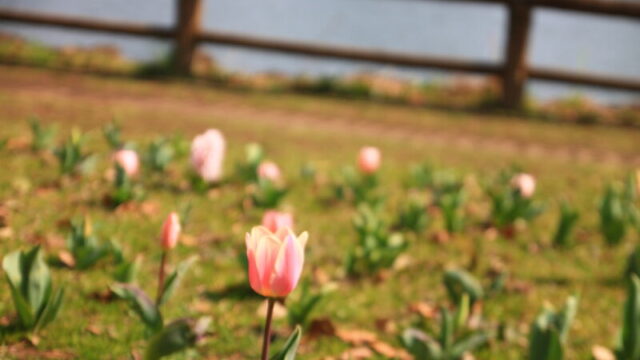 浮間公園 チューリップガーデン