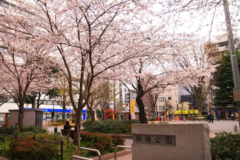 飛鳥山 桜 開花状況