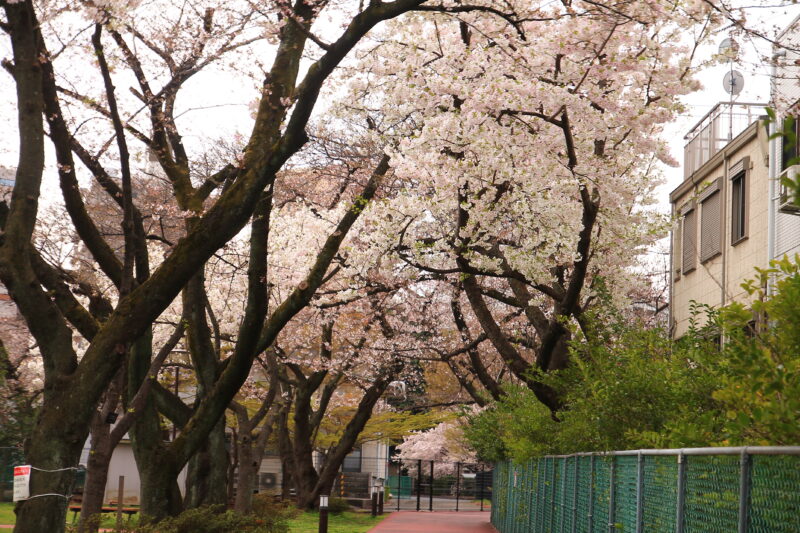 醸造試験所跡地公園 桜