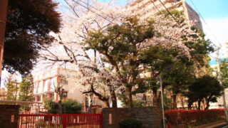赤羽小学校 桜