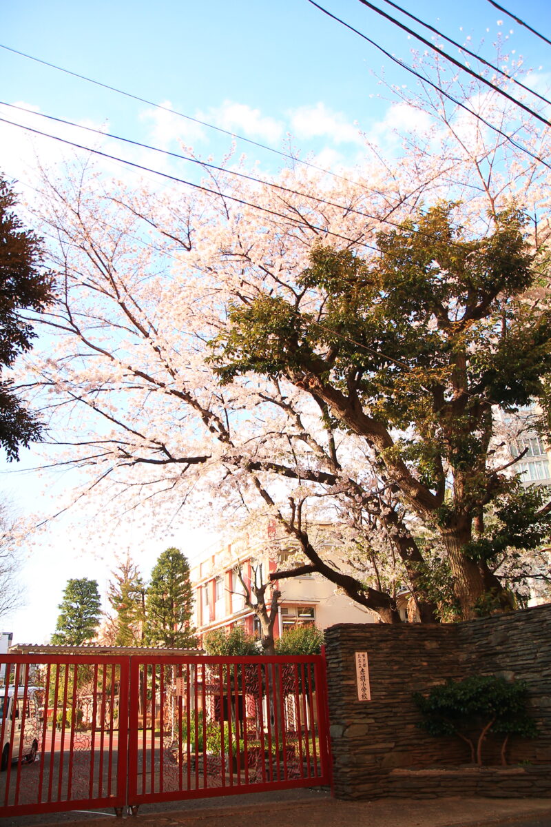 赤羽小学校 桜