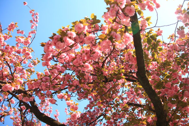 飛鳥山 八重桜