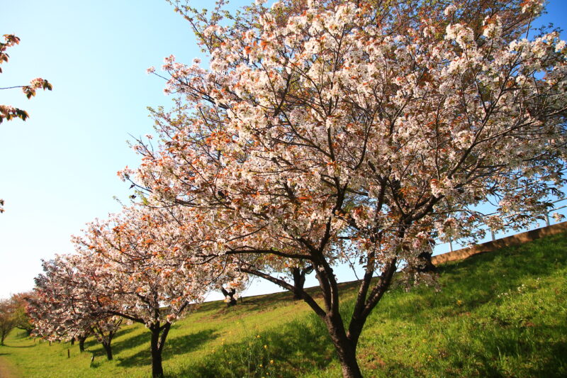 荒川 八重桜