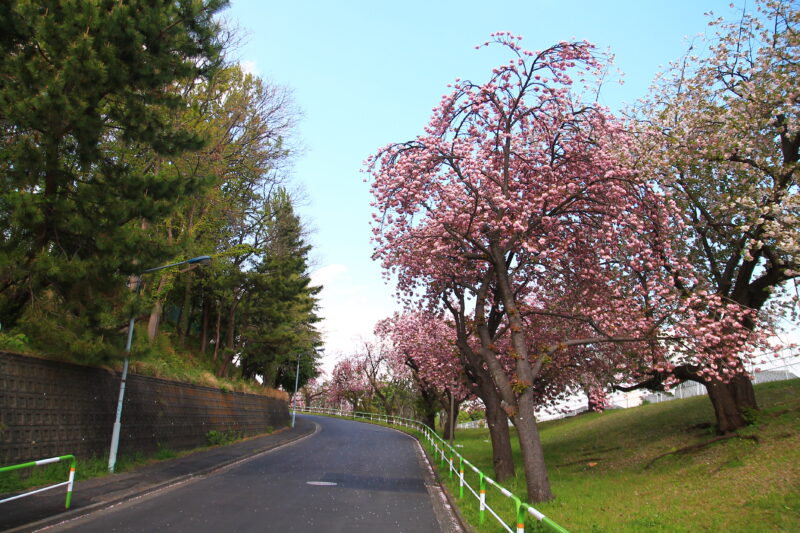 赤羽台団地 八重桜