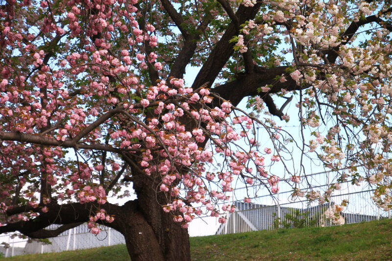 赤羽台団地 八重桜