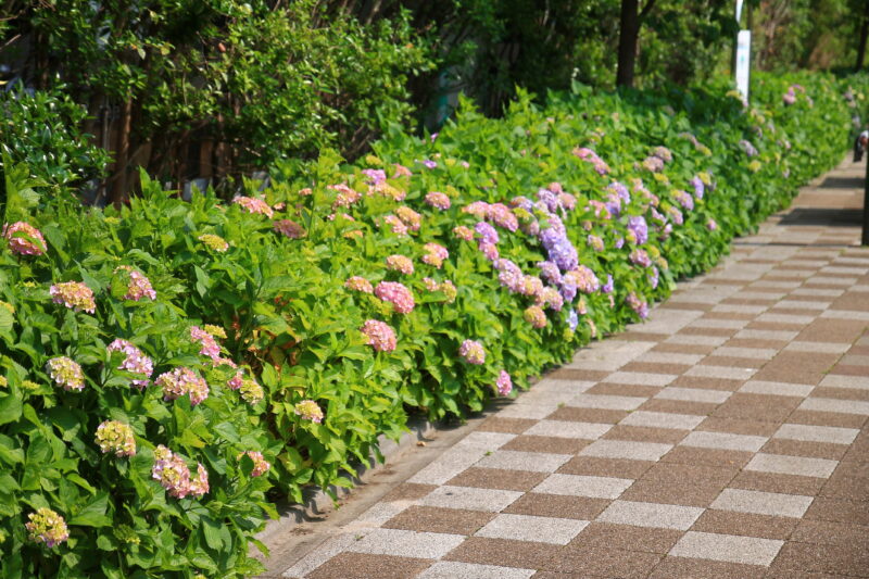 稲付遊歩道 紫陽花