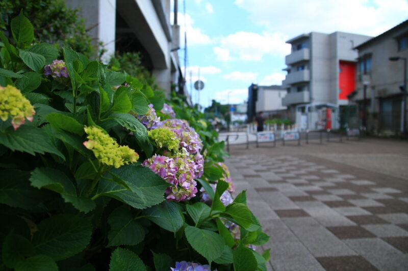 稲付遊歩道 紫陽花