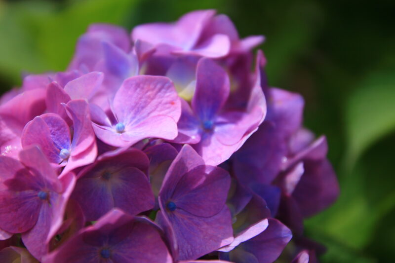 飛鳥の小径 紫陽花