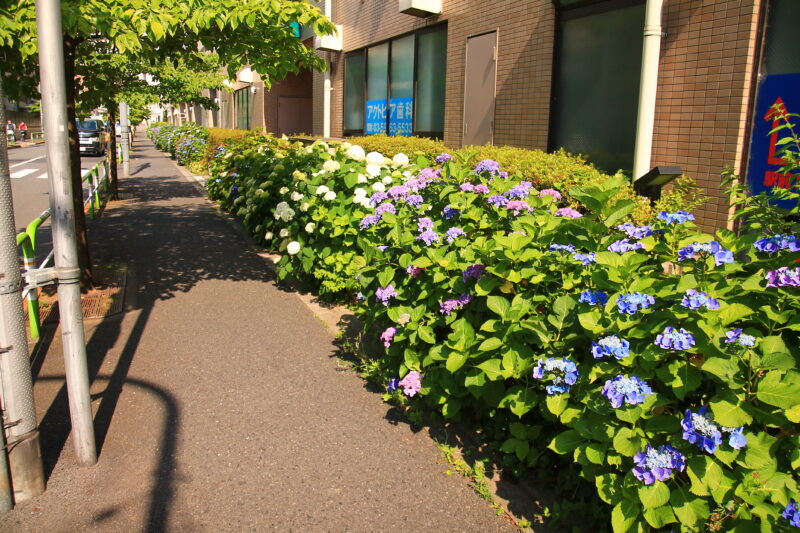 JR北赤羽駅 紫陽花