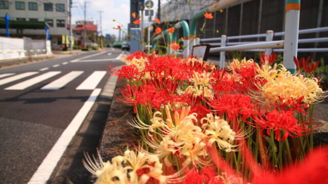 上中里の車坂跨線橋下に彼岸花